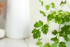 Check spelling or type a new query. Cilantro Coriander Plant Care Growing Guide