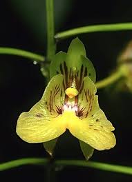 Image result for Eulophia coeloglossa