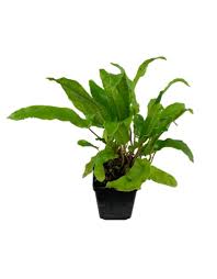 Image result for Asplenium