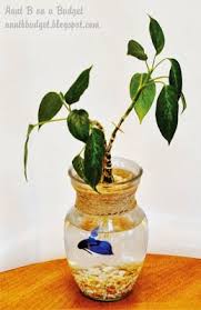 The Biggest Betta Myth Of All The Plant And The Betta Do Not Support Each Other Out Of Starvation The Betta Will Resort Indoor Water Garden Fish Plants Betta