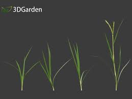 Image result for Dactyloctenium aegyptium