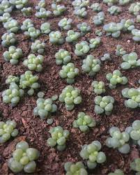 Sterilisation uses heat and/or fungicide to purify the soil, but it. How To Grow Succulents From Seeds Guide Succulent City