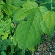 Maybe you would like to learn more about one of these? Red Mulberry Vs White Mulberry Identification Bplant Org