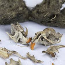 all about owl pellets carolina com