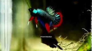 Based in eastern province of thailand. Wild Betta Imbellis Highest Quality From Franksbettas Youtube