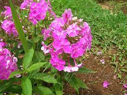 Phlox Paniculata Garden Phlox