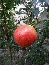 Plant them 18 feet apart or more if you intend to grow the cuttings into trees. Page 6 Royalty Free Fruit Of Pomegranate Photos Pikist
