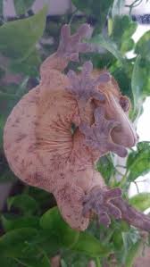 We did not find results for: Crested Geckos Sleep In The Most Strangest Of Places And Positions And Change Colour Crested Gecko Cute Gecko Cute Lizard