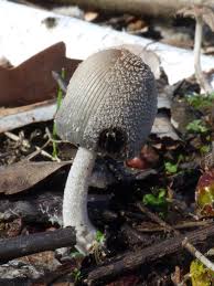 Image result for Coprinus lagopides