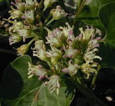 Image result for Volusia amboinensis