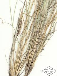 Image result for Aristida leucophaea