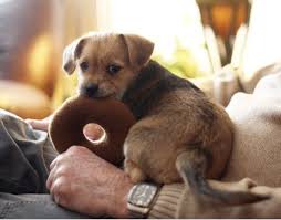 Resource guarding is a guarding behavior shown by your dog in an attempt to keep others away from perhaps you got a dog as a puppy and you just didn't realise the signs that guarding was. Exercises For Preventing Resource Guarding In Puppies Pethelpful By Fellow Animal Lovers And Experts