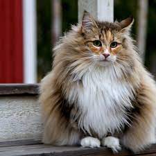 25 Cat Breeds With The Longest Life Spans