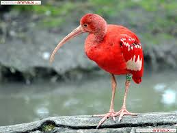 Kolokolo Bird Pictures Google Search Bird Pictures Animal Costumes Bird