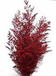 Caspia Red Caspia Preserved Caspia Preserved Red Caspia Large Bunch Dried Flowers Modern Flower Flowers