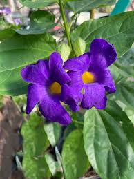 Image result for Thunbergia battiscombei