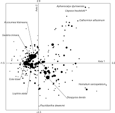 Image result for Cathormion altissimum