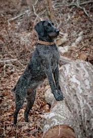 Check spelling or type a new query. 210 Dogs And Puppies Ideas Dogs Dogs And Puppies Puppies