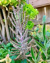 Mother Of Millions Kalanchoe In 2020 Plant Gifts Colorful Succulents Windowsill Garden