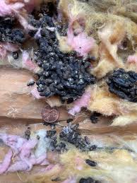 Image result for squirrel poop