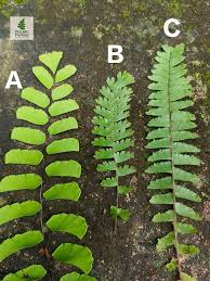 Image result for Adiantum incisum