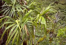 Image result for Pandanaceae