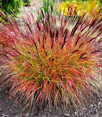 Chinaschilf Red Chief 1a Pflanzen Kaufen Baldur Garten