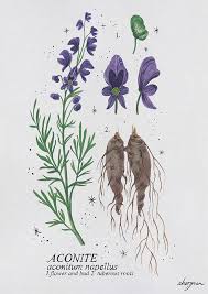 Aconite Wolfsbane Aconitum Napellus Known By