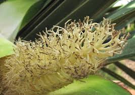 Image result for Pandanus chiliocarpus