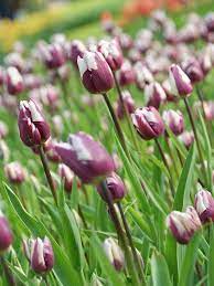 Pin On Tulips