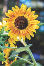 Santa rosa beach is an unincorporated community located in walton county. Serena Robison And Her Husband Jonathan Douglas Founded Peach Creek Blooms Organic Flower Farm In Santa Rosa Beach Florida Bloom Flower Farm Home And Garden