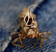 Image result for Exotheca