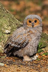 Cutie Spotted Wood Owl Juvenile By Jon Chua On 500px Wood Owls Owl Pet Birds