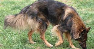 No Title Collie Dog Attack Cute Cats And Dogs