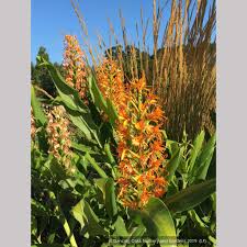 Image result for Hedychium