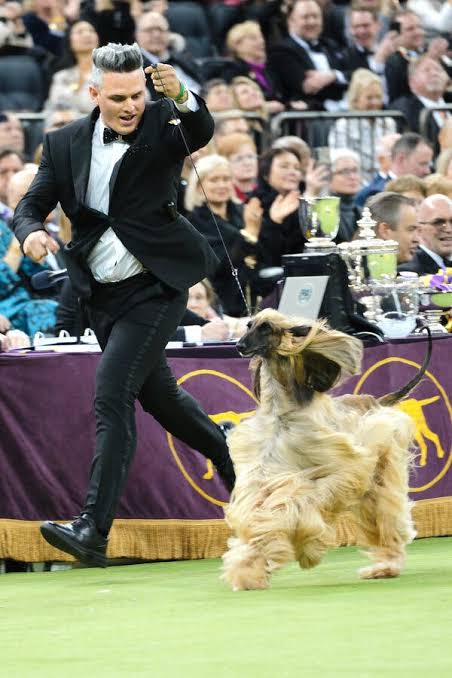 The Unforgettable Best in Show Finalists at the 2026 Westminster Dog Show -  The New York Times