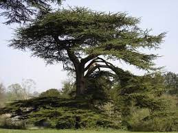 Jamaica Cedar Tree Cedar Trees Trees To Plant Shade Trees