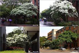 台大 流蘇 苦楝 紫藤 house styles house mansions