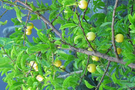 Image result for Ximenia afra