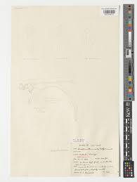 Image result for Diaphananthe vesicata