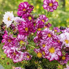 Image result for Cosmos bipinnatus `Double Click`