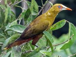 Image result for Ozoroa viridis