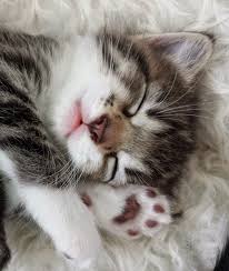 All Of Me Loves All Of You The Cuddle Puddle All Of Me Loves All Of You The Cuddle Puddle In 2020 Cat Sleeping Cute Cats And Kittens Baby Cats