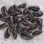 Profile Picture of Bouchot Mussels | Working Space Pierless 2 (@myshopify.com) on Google