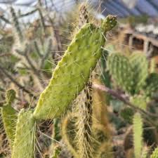 Image result for Huernia volkartii