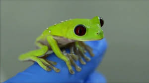 Rane Domestiche Il Nuovo Trend In Fatto Di Animali Da Compagnia Youtube