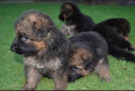 Olx south africa offers online, local & free classified ads for new & second hand dogs & cats. Pablo Escobar Kennel Pakistan Pekpofficial Twitter