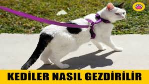 Kediler Nasil Gezdirilir Renkli Pati