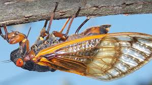 Periodical cicadas are insects classified in the order hemiptera, along with aphids, leafhoppers, and shield bugs. Cicadas Brood X Swarm Could Be In Trillions In Ohio And Michigan