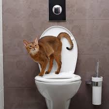 Why Do Cats Follow You Into The Bathroom All The Time Https Flip It Sbgghm In 2020 Cats Cats And Kittens Kittens